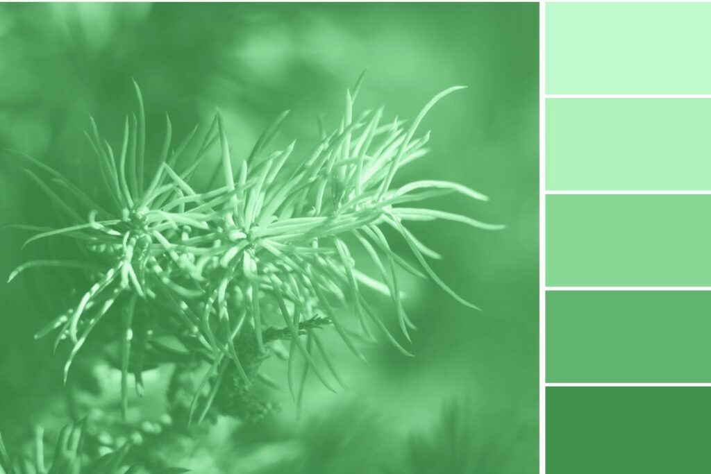 Kamazza palette couleur pour cuisine verte, cuisine vert sauge et cuisine vert et bois